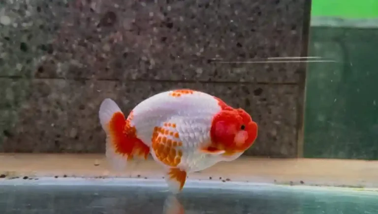 Ranchu Goldfish Care Guide