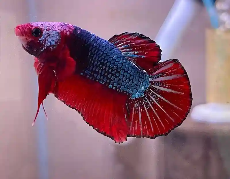 Round Tail Betta