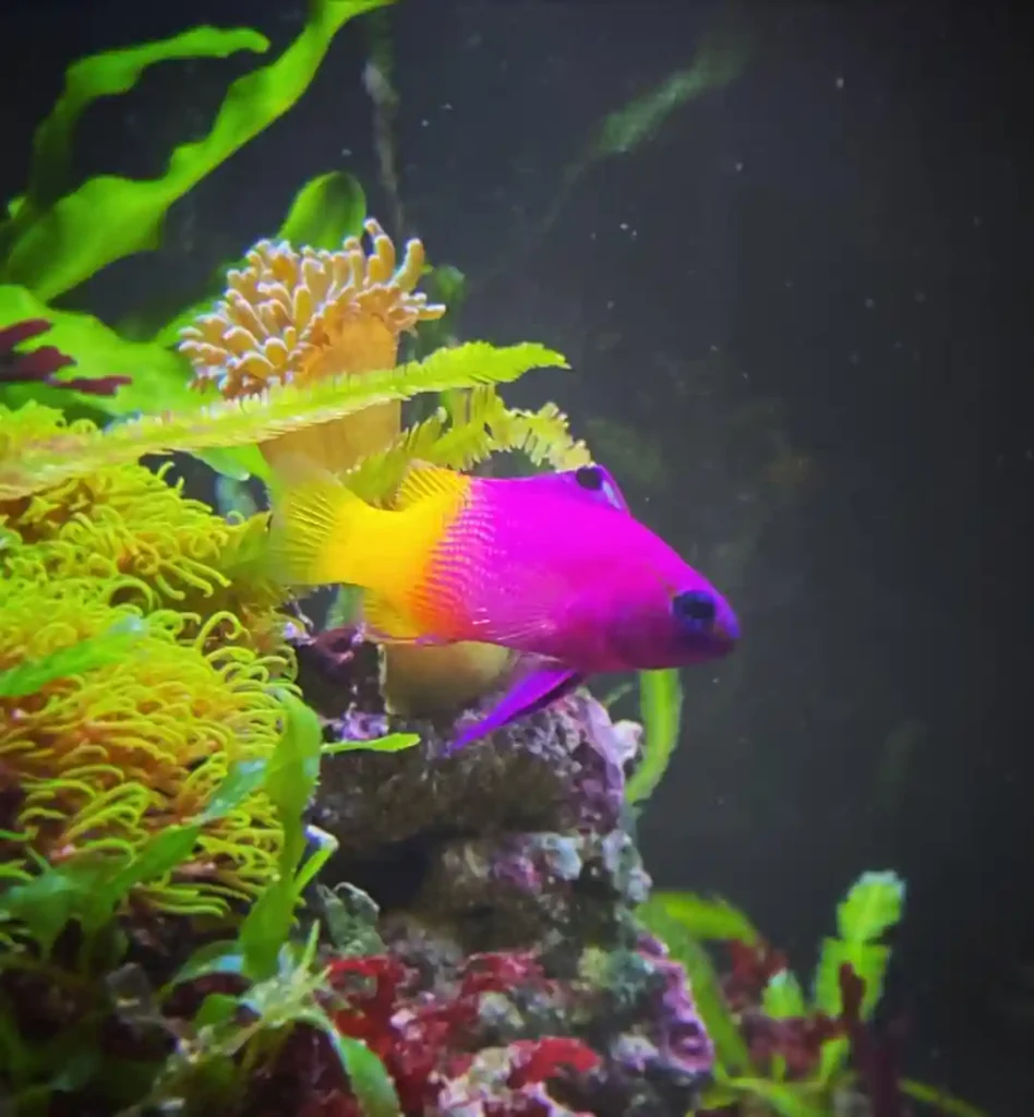 Royal gramma in a tank