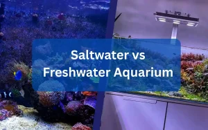 Saltwater vs Freshwater Aquarium