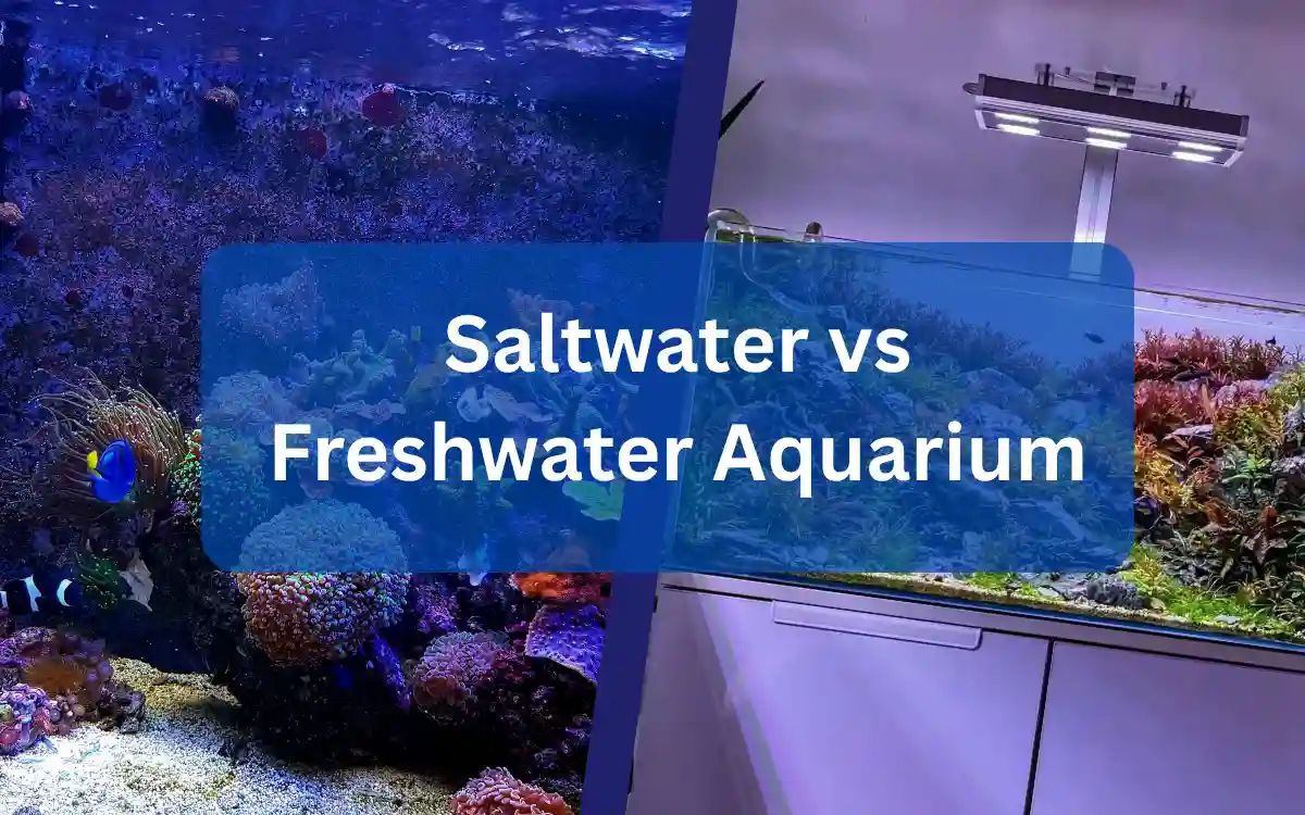 Saltwater vs Freshwater Aquarium