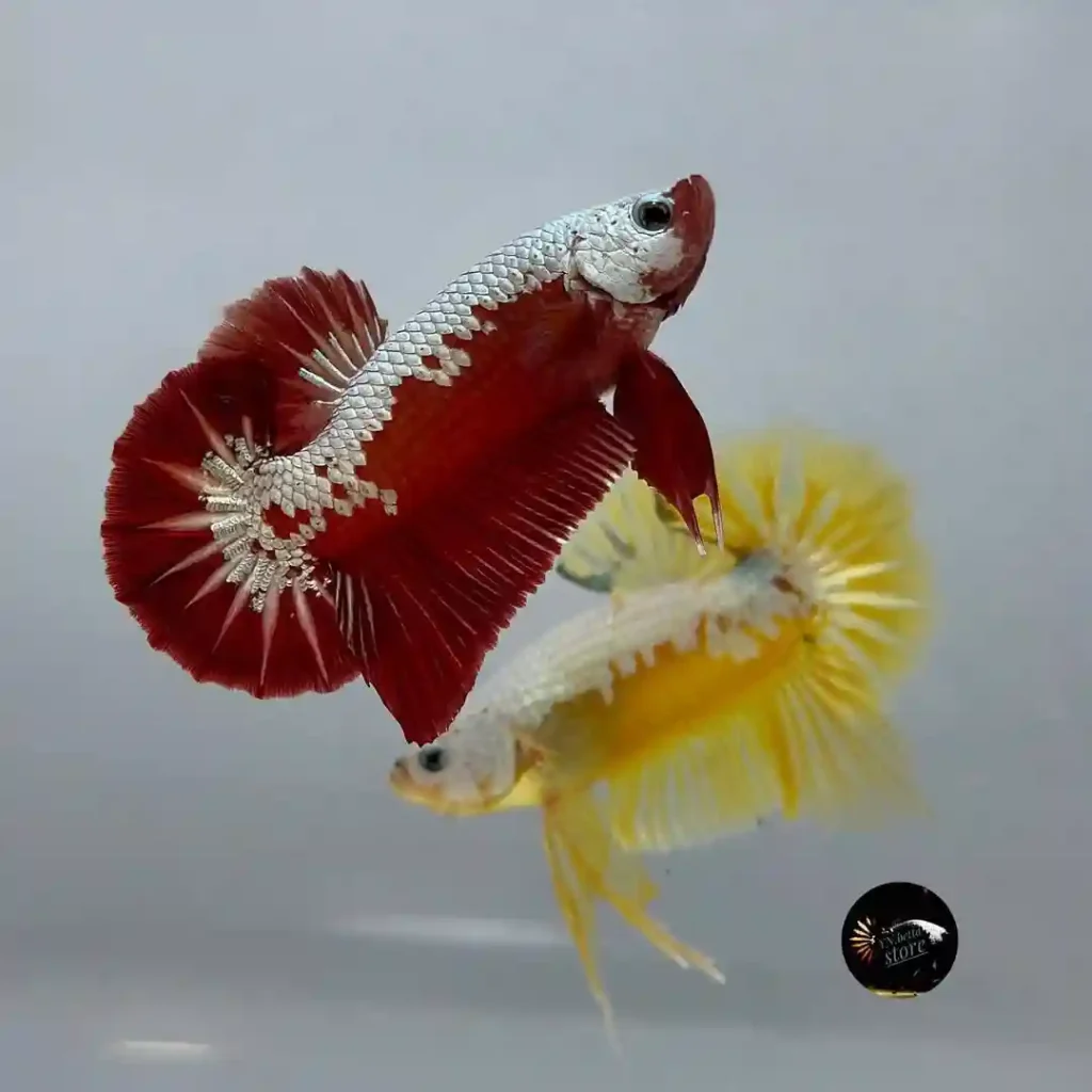 Samurai Betta