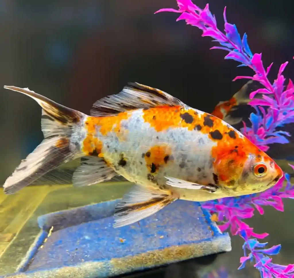 Shubunkin Goldfish Care Guide Oceanbitez