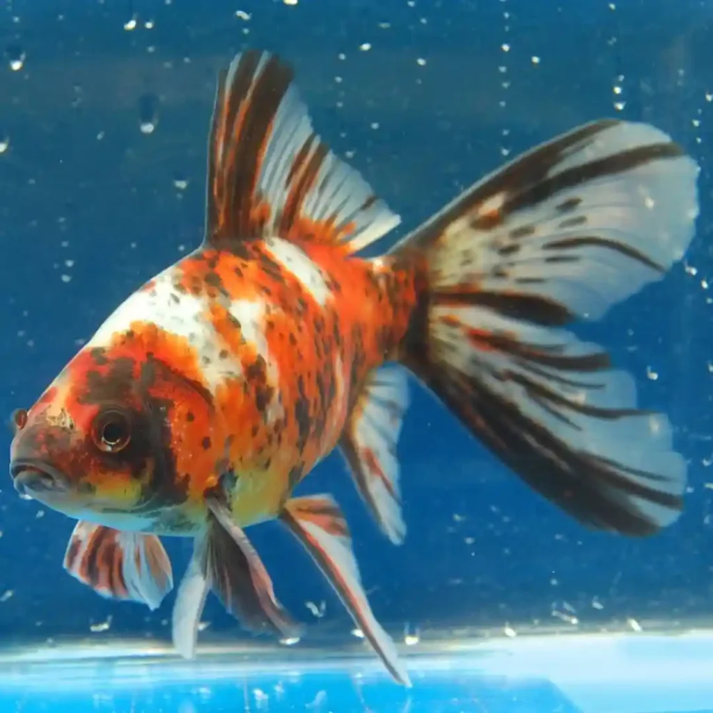 Shubunkin Goldfish in a tanks