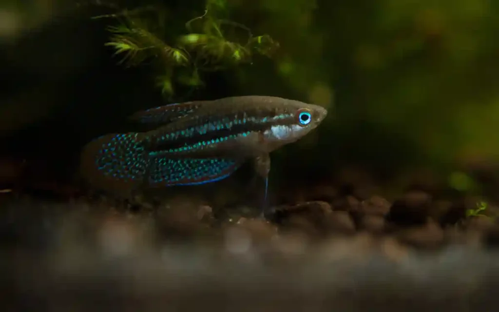 Sparkling Gourami care