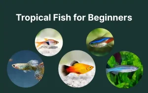 Tropical Fish for Beginners