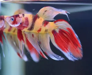 Veil Tail Betta