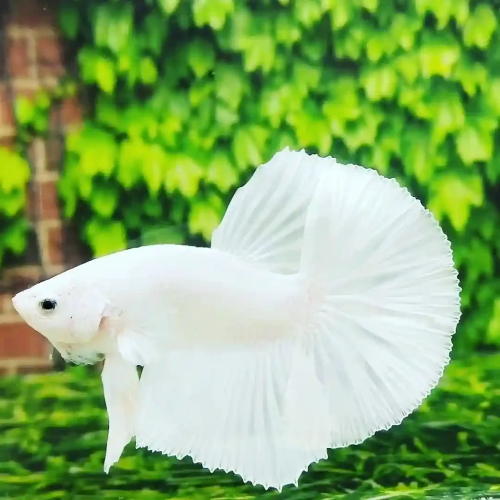 White Betta