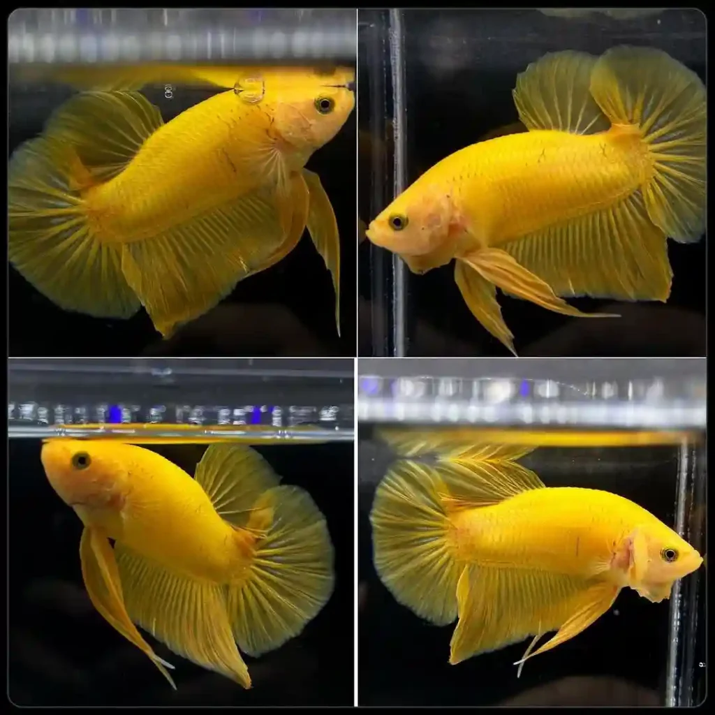 Yellow Betta