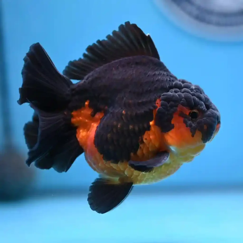 black Ranchu Goldfish
