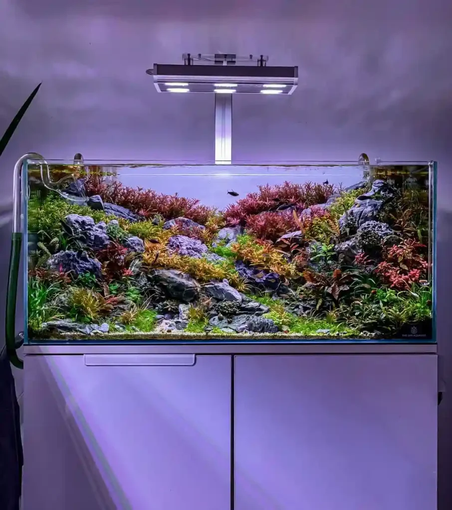 freshwater aquariums
