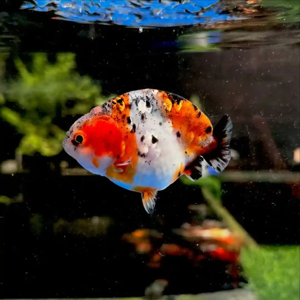oranda goldfish aquarium