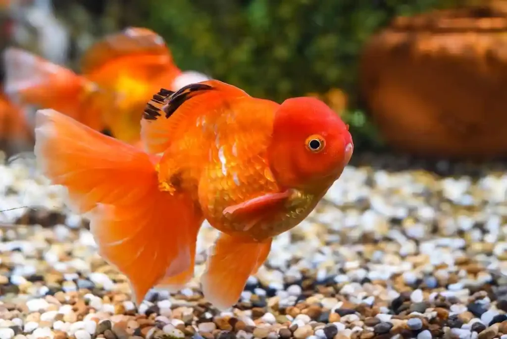 oranda goldfish care guide
