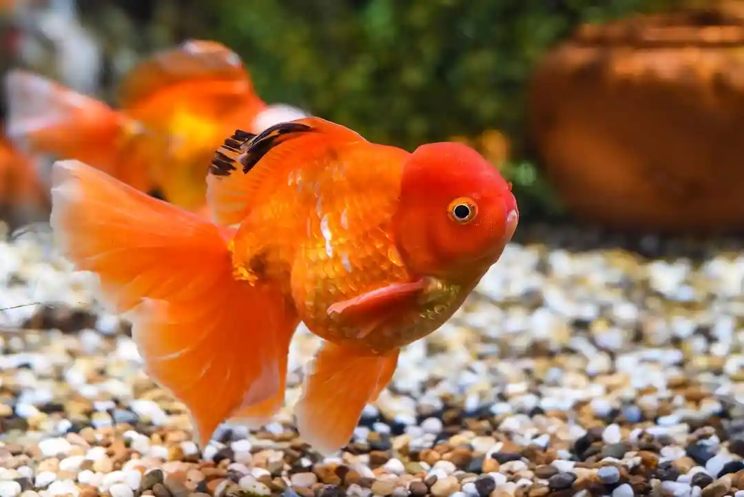 oranda goldfish care guide