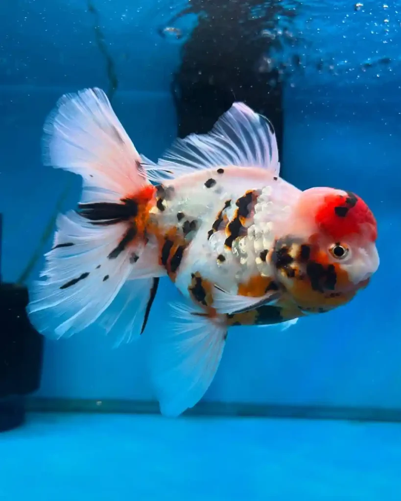 oranda goldfish on a tank