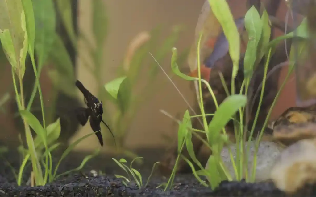 Aquarium Plants Dying