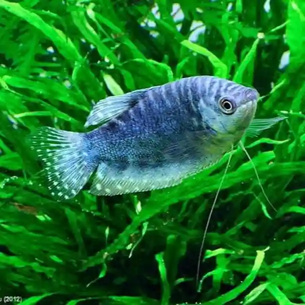 Blue Gourami Care Guide