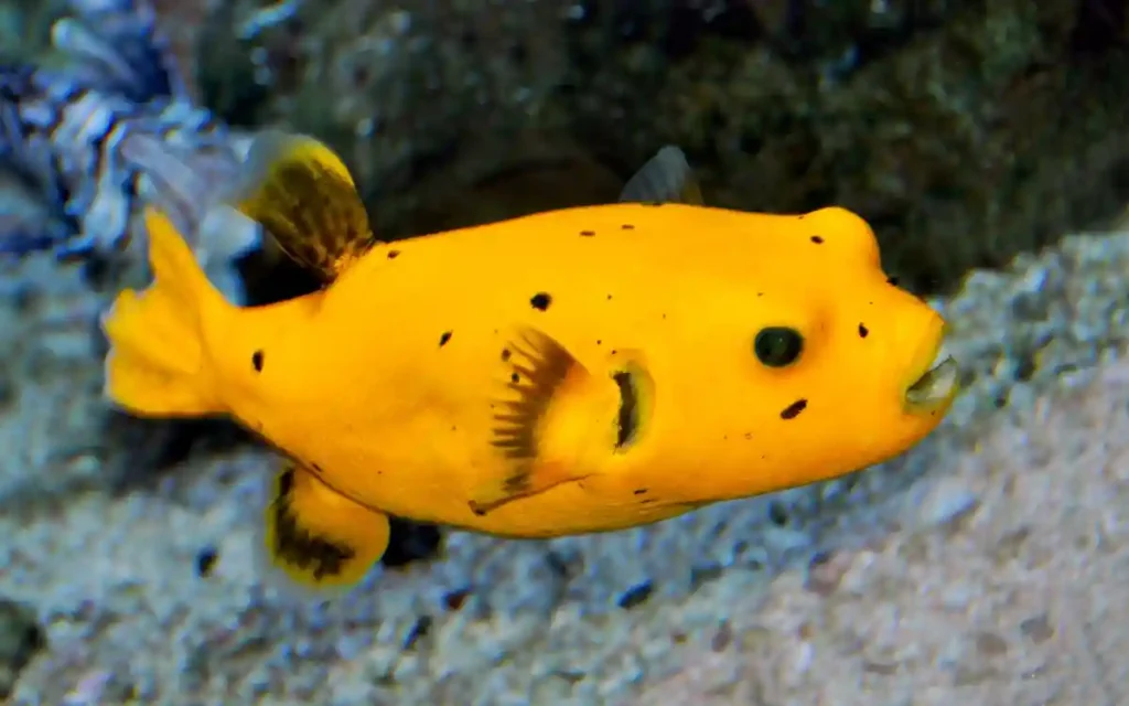 Dog Face Puffer Fish