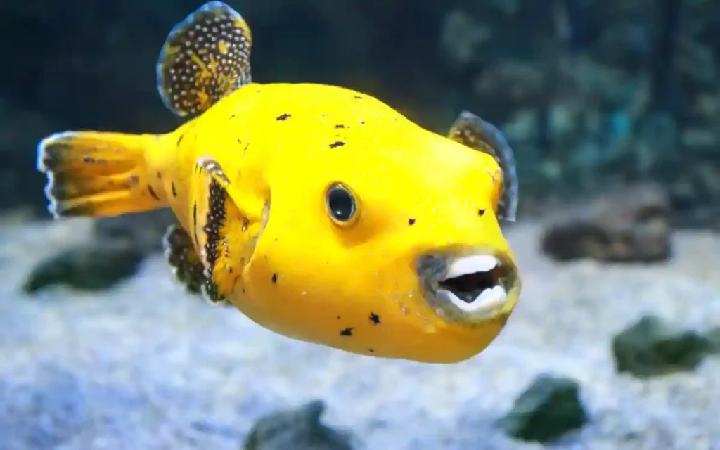 Dog Face Puffer Fish Care