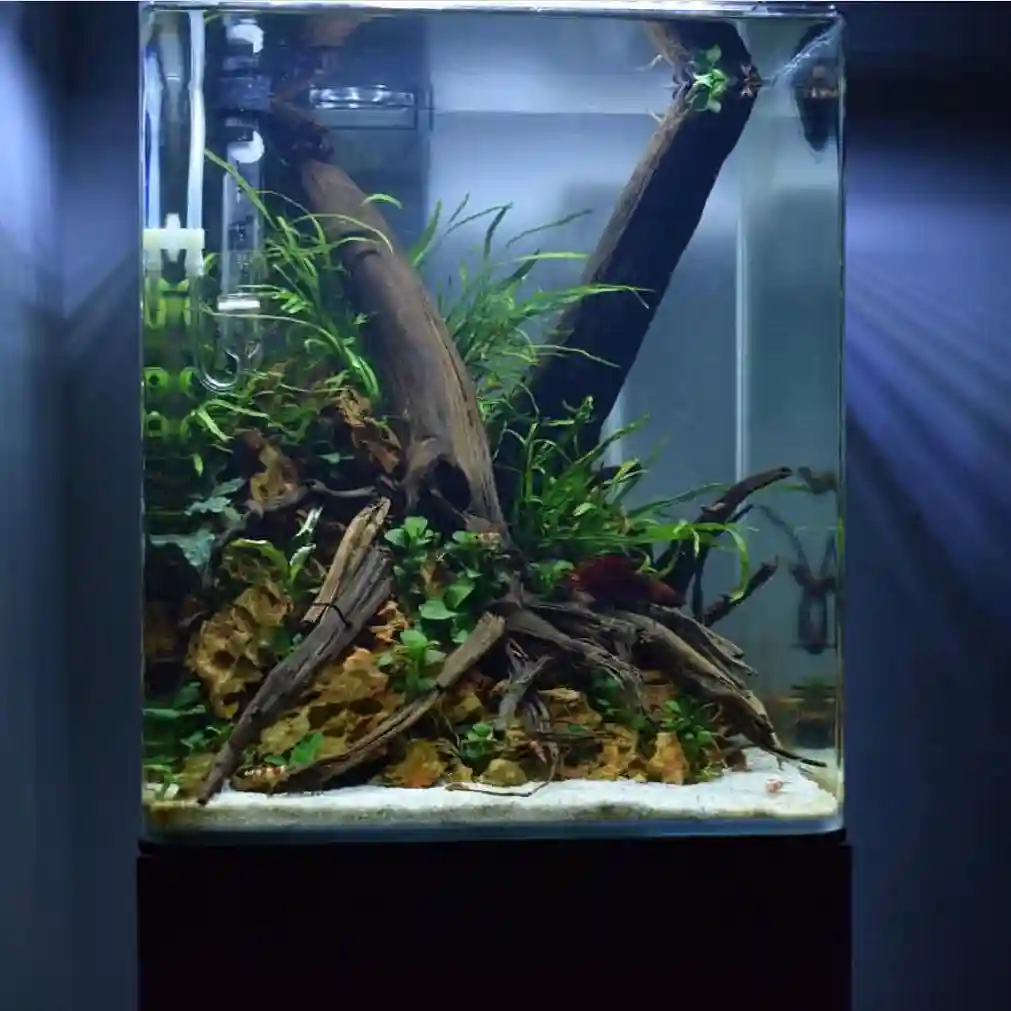Driftwood Jungle Aquascape