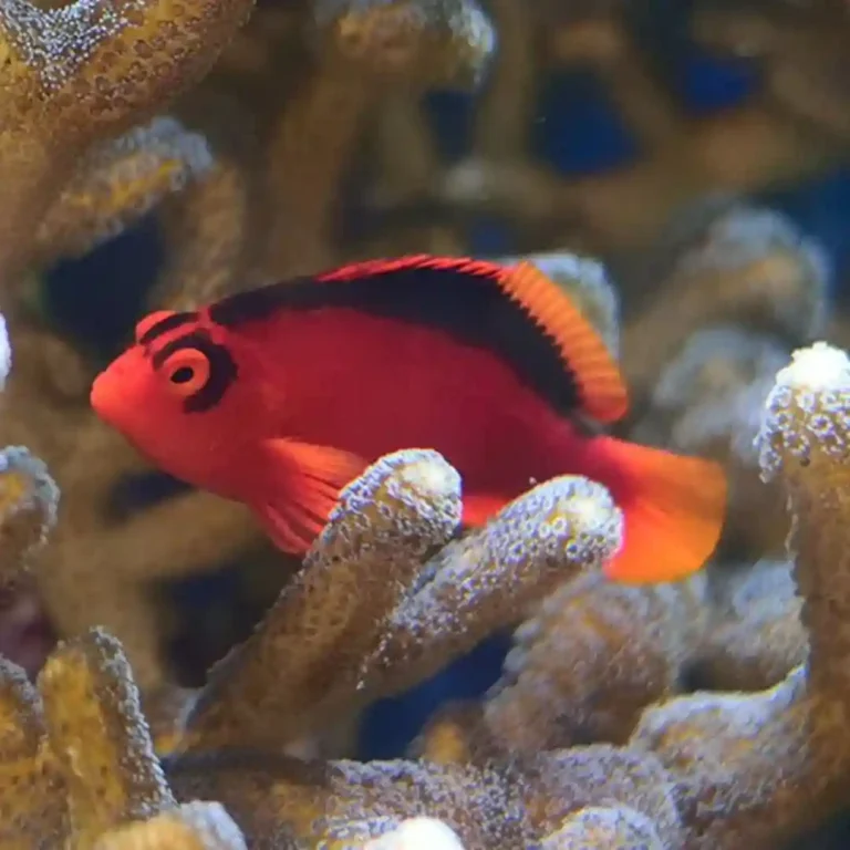 Flame Hawkfish care guide