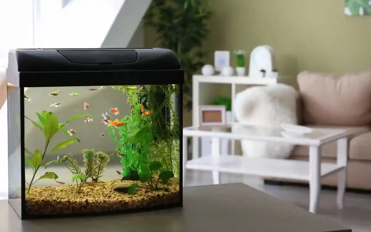 Freshwater Aquarium Setup Guide