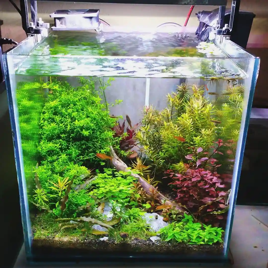Freshwater Planted Tank