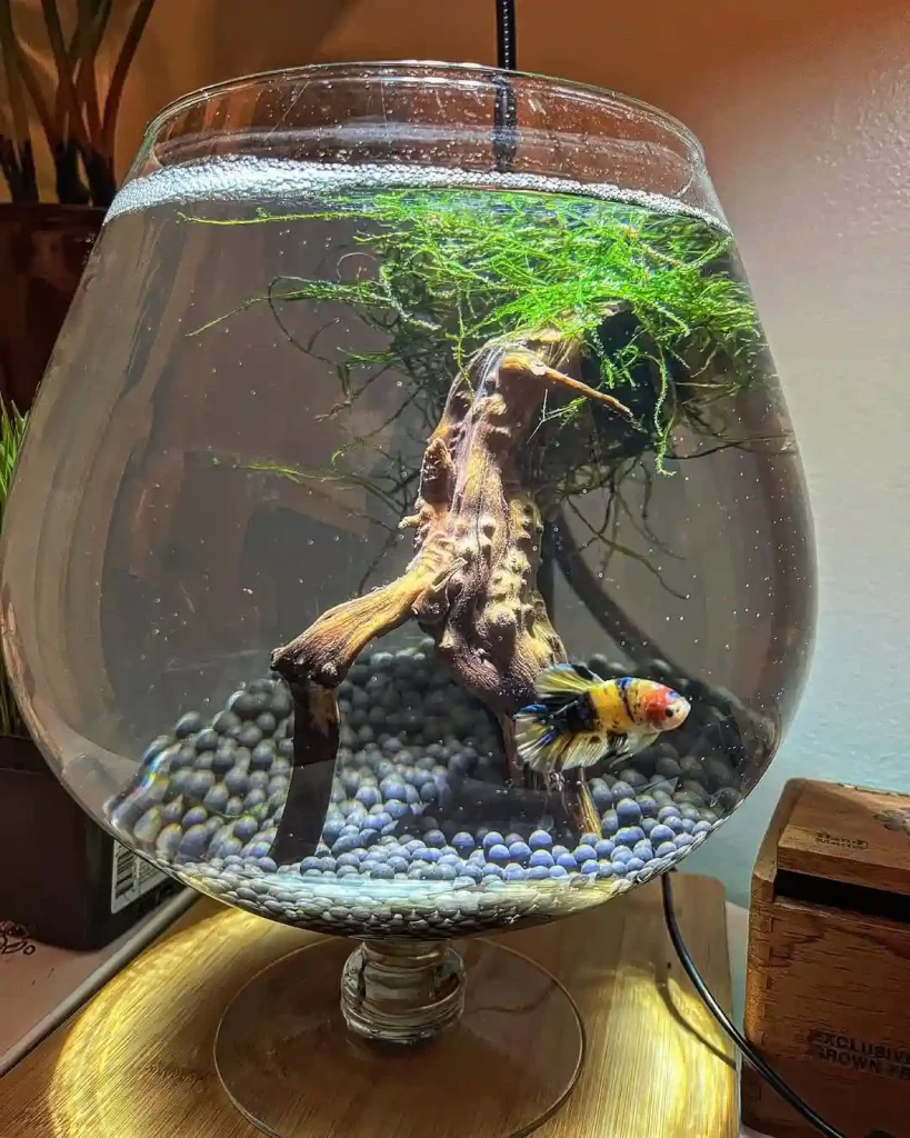 Glass Goblet Betta Bowl with Driftwood