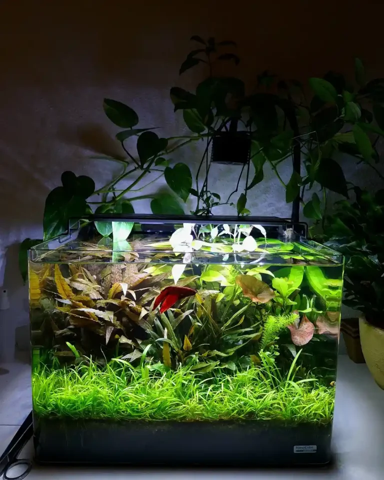 Grass Carpet Betta Aquascape