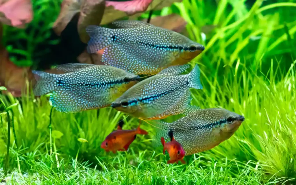 Group of Pearl Gourami