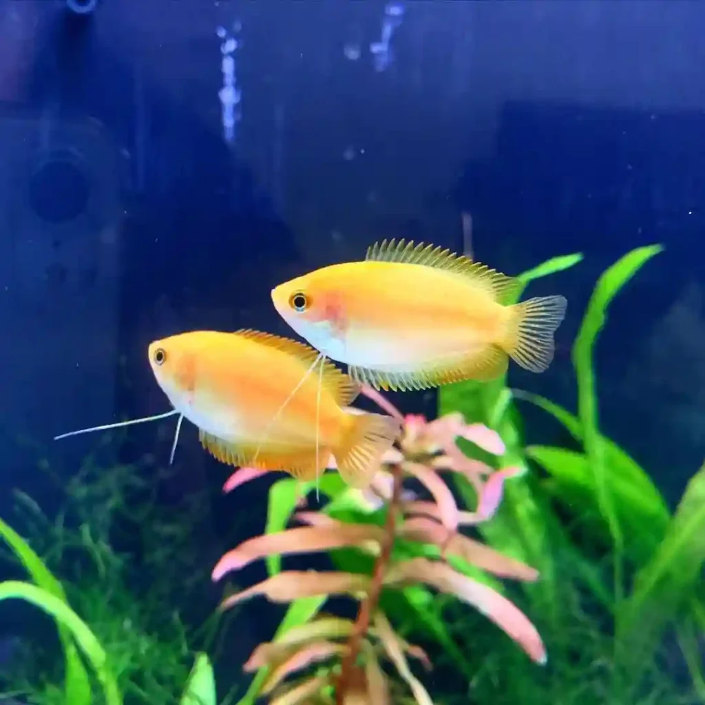 Honey Gourami in a tank