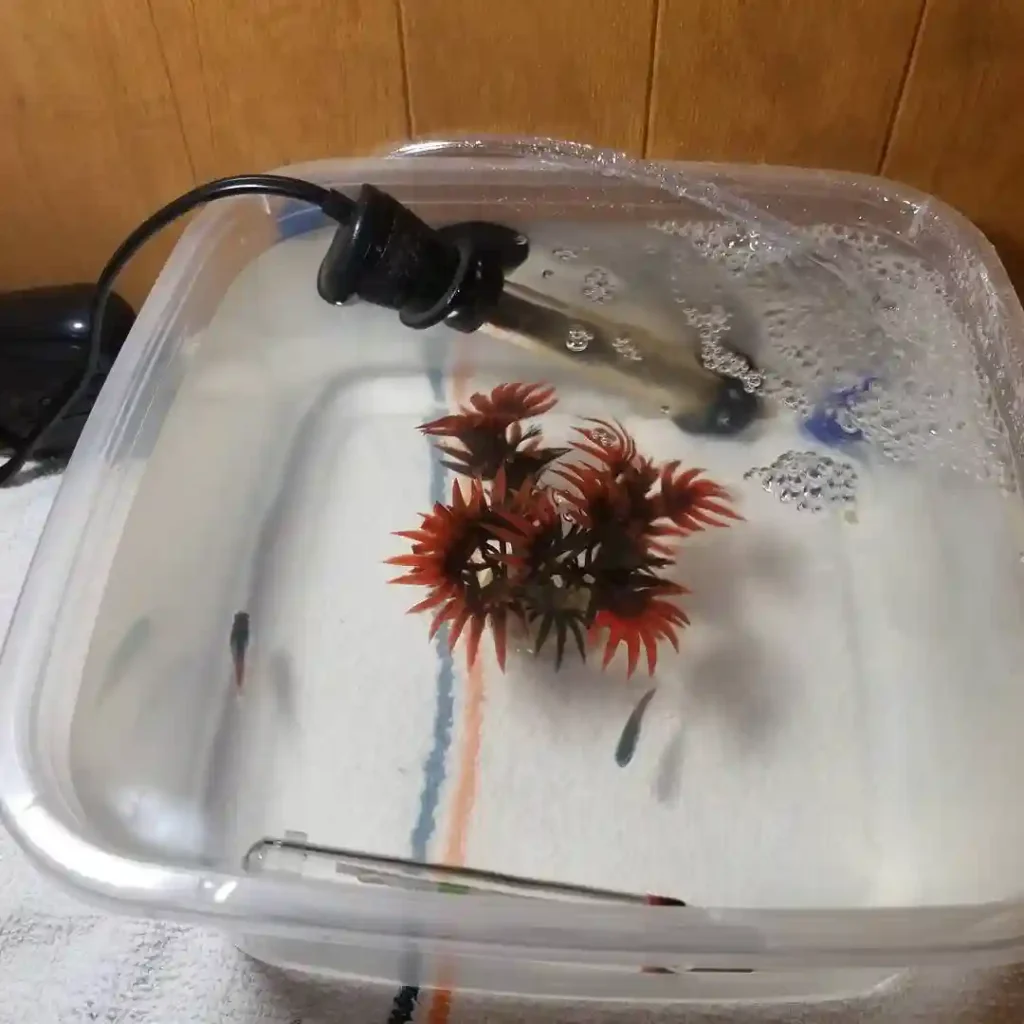 I guess a small quarantine tank is better than no quarantine tank😂 @uarujoey inspired kingofd