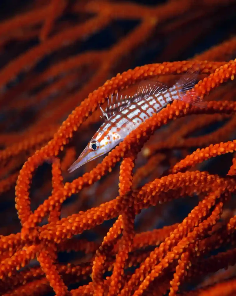 If your tank needs a statement piece this is it. 😍❤️LongnoseHawkfish OxycirrhitesTypus Salt