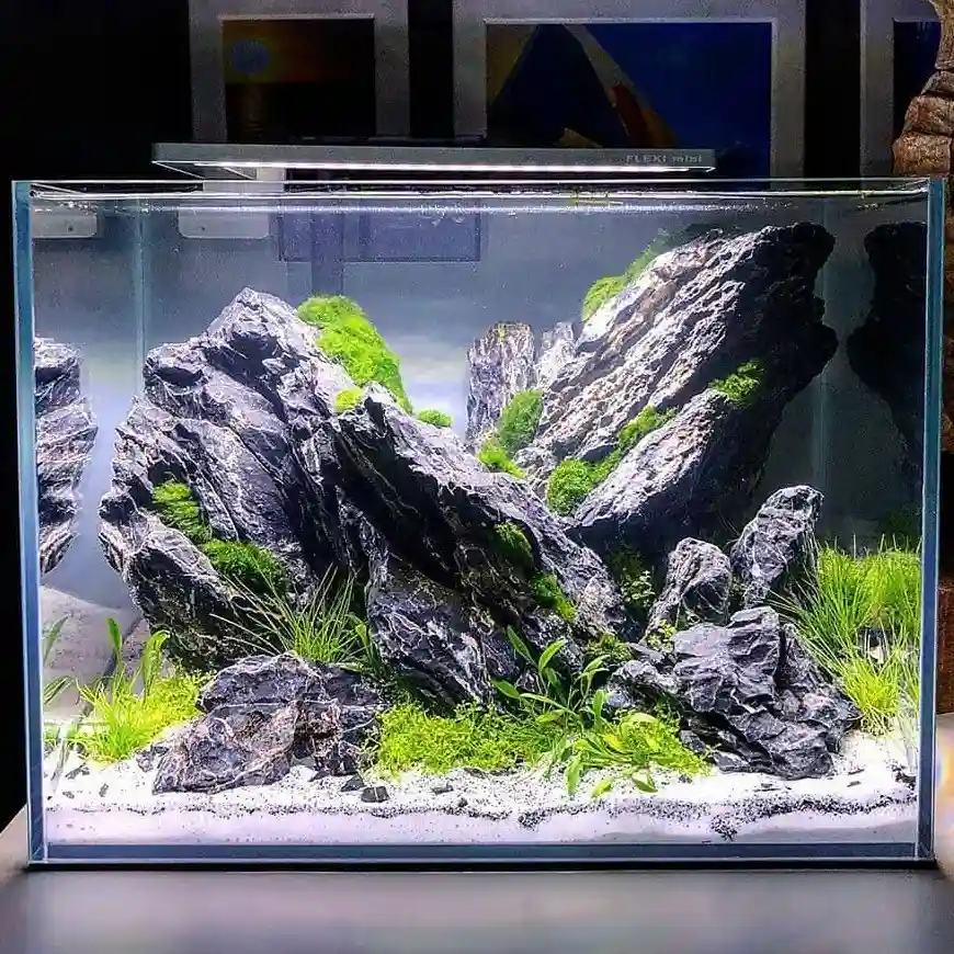 Iwagumi Style aquascape