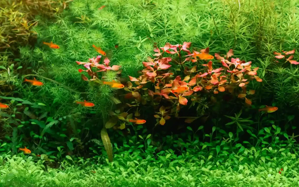 Jungle Style aquascape
