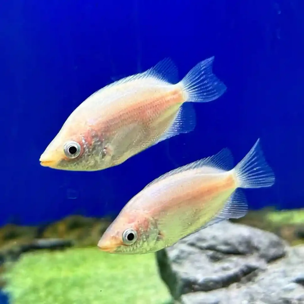 Kissing Gourami Care Guide