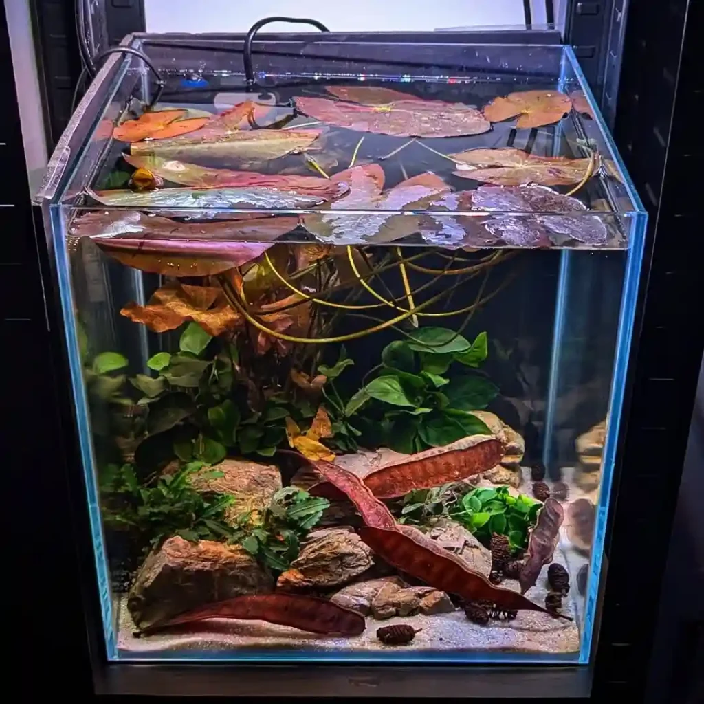 Leaf Litter & Root Betta Biotope