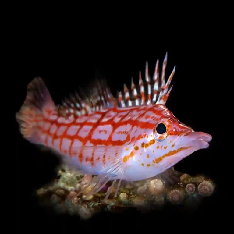 Longnose Hawkfish Care