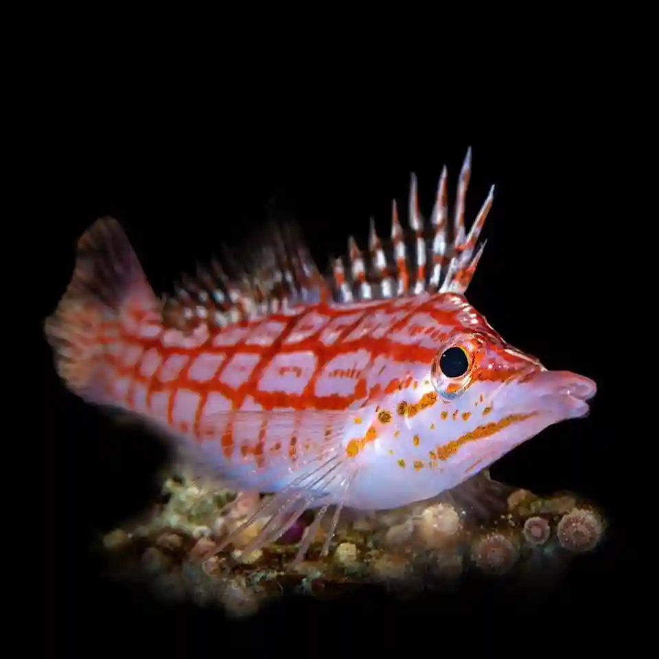Longnose Hawkfish Care