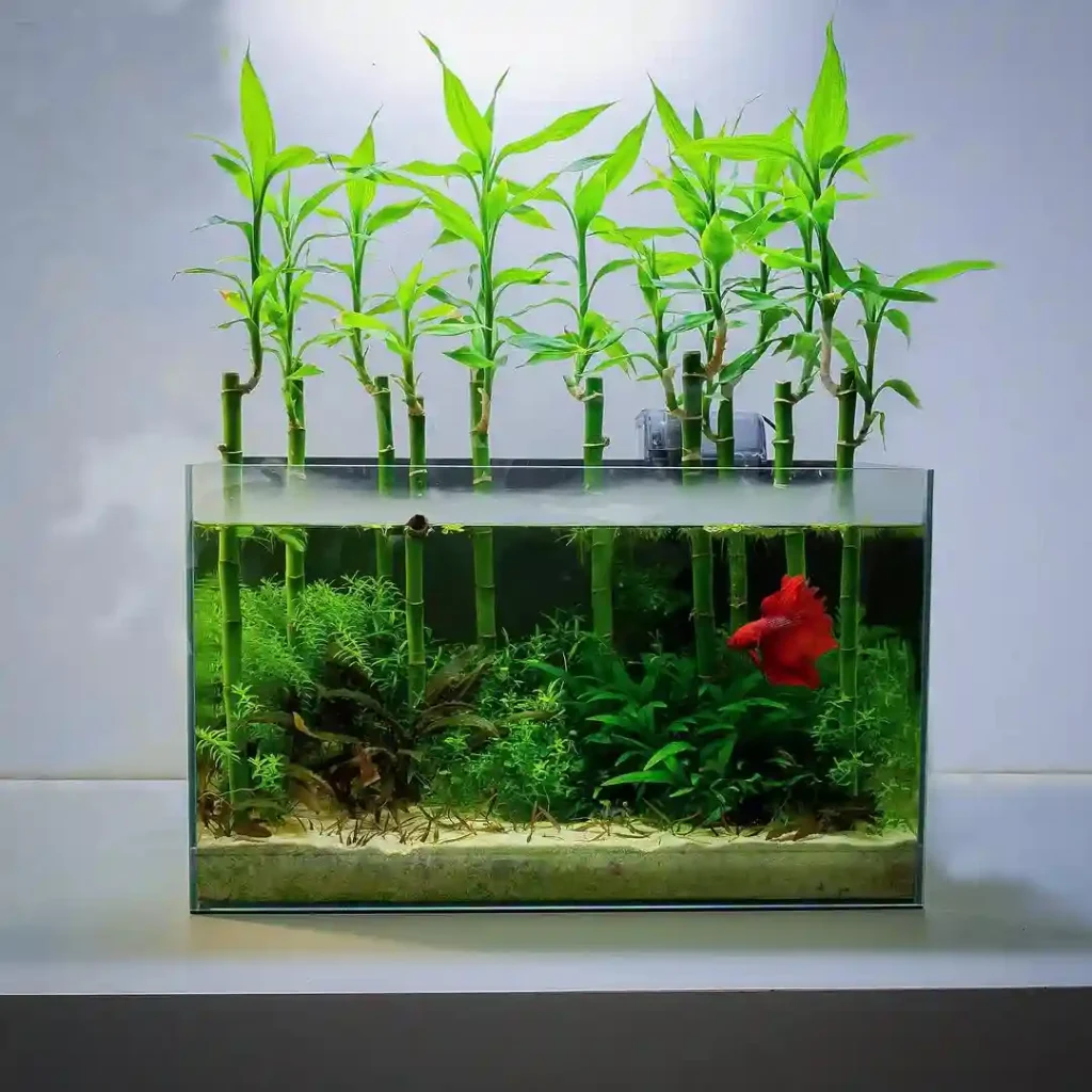 Lucky Bamboo Forest Betta Tank
