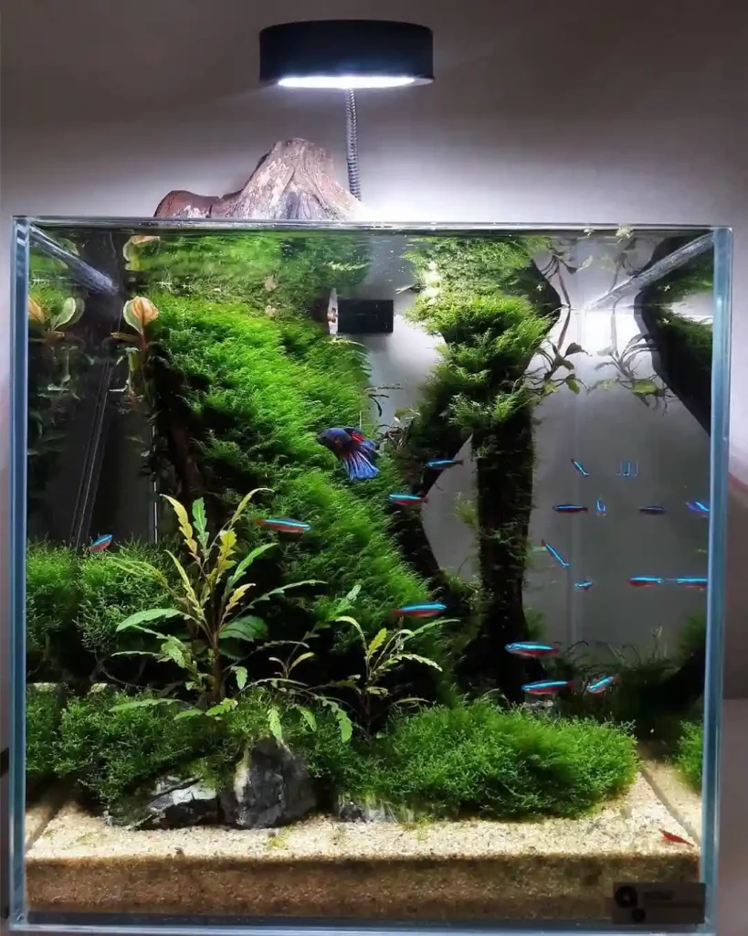 Lush Valley Betta Community Tank