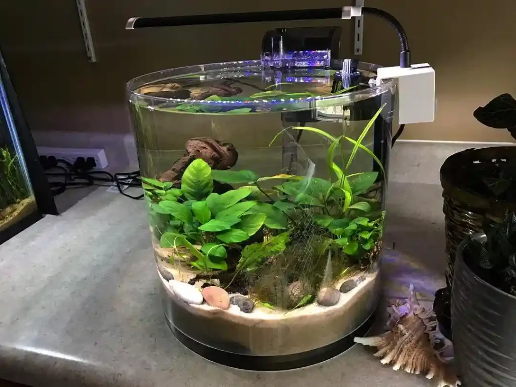 Minimalist Round Nano Betta Aquarium