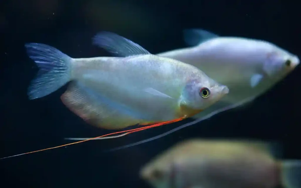 Moonlight Gourami