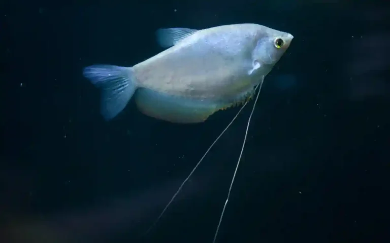 Moonlight Gourami Guide