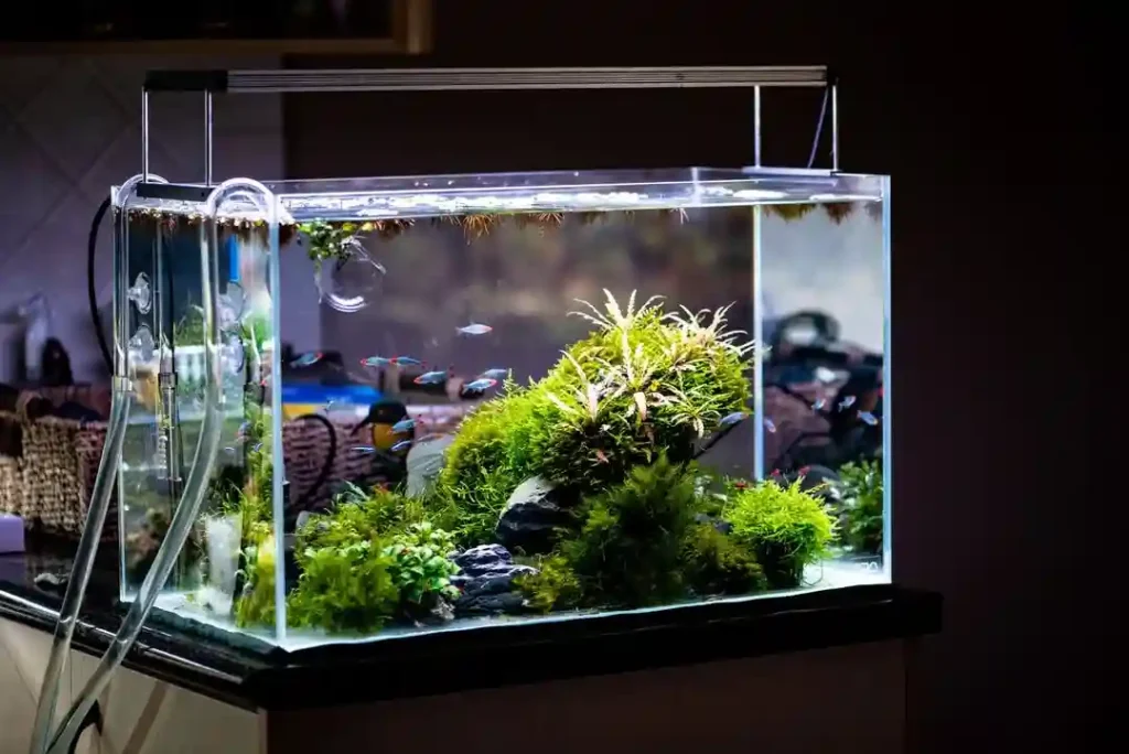 My old 60p tank that has become a bare bottomed scape with epiphytes and mosses. It was meant to