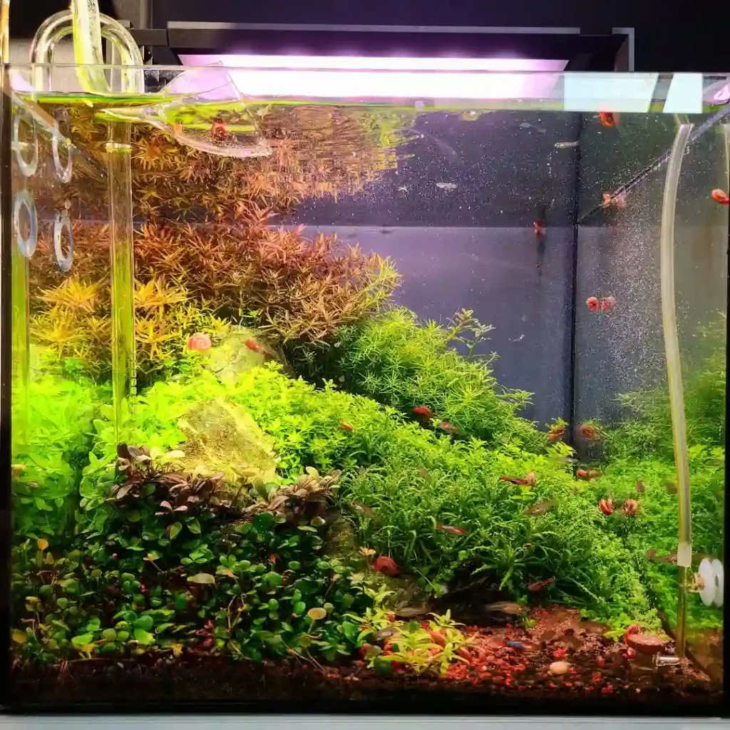 Nature Style aquascape