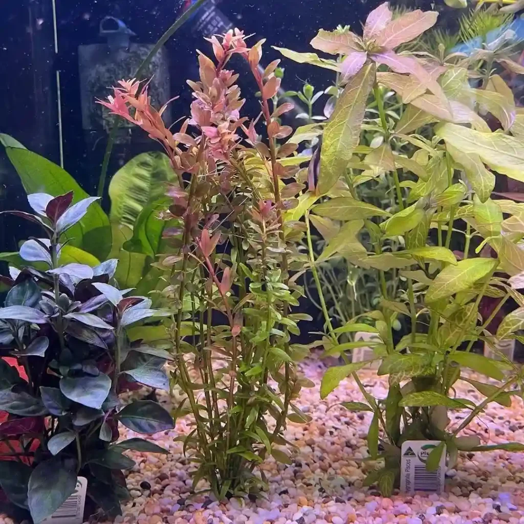 Plant Aquarium Plants in Gravel