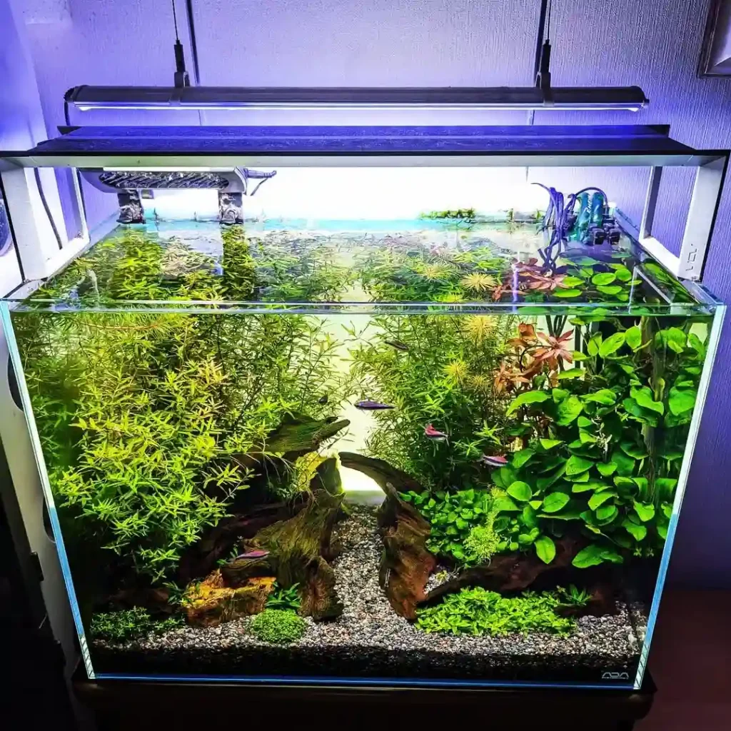 Planting Aquarium Plants