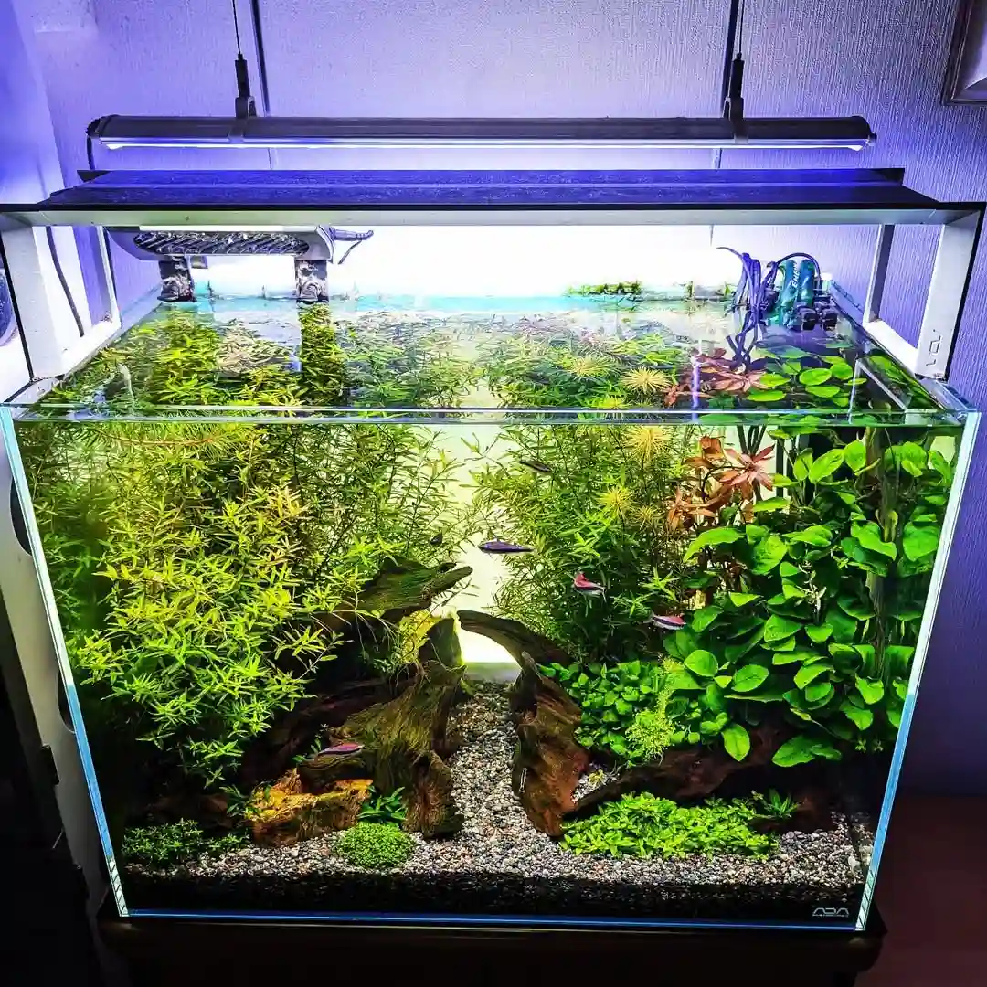 Planting Aquarium Plants