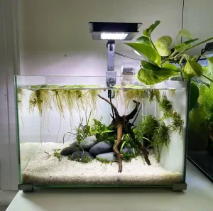 Quarantine Tank Setup Guide